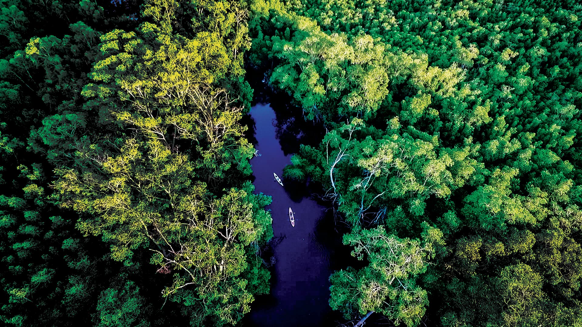Kayak en Bosque de Mangle