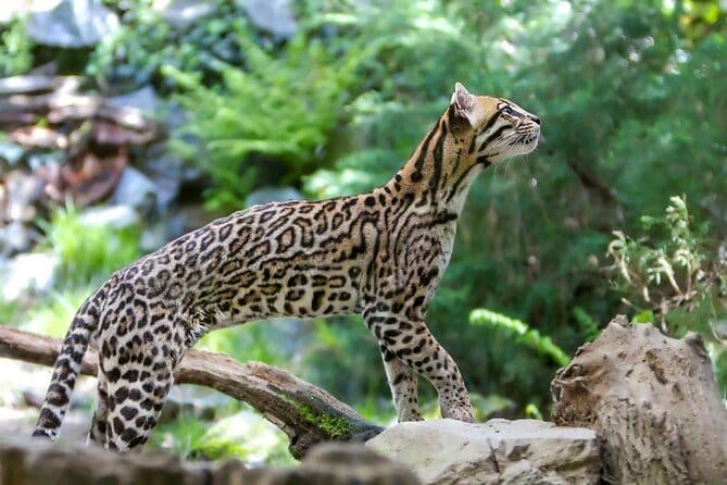 Parque Nacional El Imposible - imagen 2